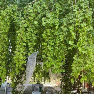 Verduno guarda al futuro partendo dagli alberi: il Comune punta sul censimento del faggio secolare della corte Nuto Revelli