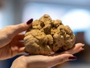 Il Consorzio Alta Langa ancora main sponsor della 95ª Fiera Internazionale del Tartufo Bianco di Alba Il Consorzio Alta Langa ancora main sponsor della 95ª Fiera Internazionale del Tartufo Bianco di Alba