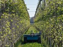 Coldiretti Cuneo: innovazione tecnologica per una gestione smart del frutteto