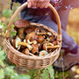 Funghi, la sicurezza comincia dalla raccolta: i consigli per evitare le intossicazioni