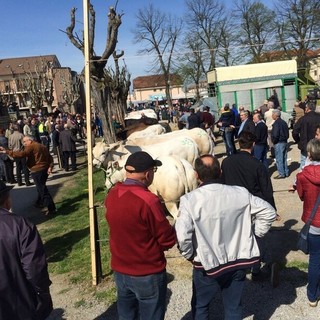 92ª Fiera del Vitello Grasso a Cherasco: tradizione agraria e festa patronale