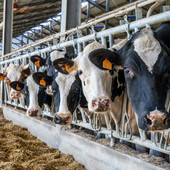 Piemonte, l'accordo sul latte salva il primo trimestre 2026 Piemonte, l'accordo sul latte salva il primo trimestre 2026