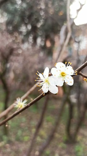Foto di Stefano Tibaldi