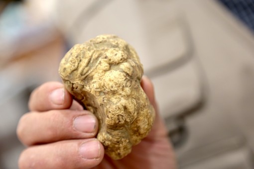 Tartufo e marroni, da Alba a Roccavione e Fossano dominano il week end della provincia di Cuneo Tartufo e marroni, da Alba a Roccavione e Fossano dominano il week end della provincia di Cuneo