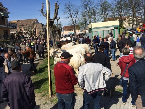 92ª Fiera del Vitello Grasso a Cherasco: tradizione agraria e festa patronale