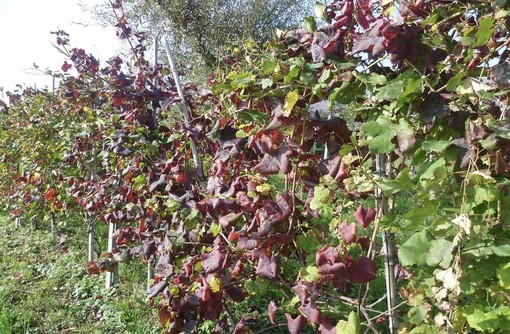 Vigneti piemontesi tra Flavescenza dorata e tignoletta: a Dogliani il punto sulle strategie di difesa