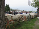 A Cherasco la Fiera del Vitello grasso celebra l'edizione numero 91