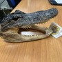 Ai controlli a Caselle spunta una testa di coccodrillo Ai controlli a Caselle spunta una testa di coccodrillo