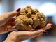 Alba, il futuro della Fiera del Tartufo tra clima, ricerca e territorio: il 24 ottobre incontro organizzato dal Partito Democratico