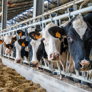 Piemonte, l'accordo sul latte salva il primo trimestre 2026 Piemonte, l'accordo sul latte salva il primo trimestre 2026