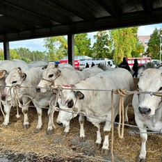 Dopo la Rassegna Bovina di Alba: "Ora valorizziamo tutta la filiera della carne" Dopo la Rassegna Bovina di Alba: "Ora valorizziamo tutta la filiera della carne"