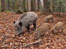 Fauna selvatica, Coldiretti Cuneo: "Quasi un danno su cinque all'agricoltura non sarà risarcito"