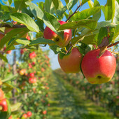 A Saluzzo il primo forum della filiera frutticola A Saluzzo il primo forum della filiera frutticola