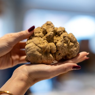 Alba, il futuro della Fiera del Tartufo tra clima, ricerca e territorio: il 24 ottobre incontro organizzato dal Partito Democratico