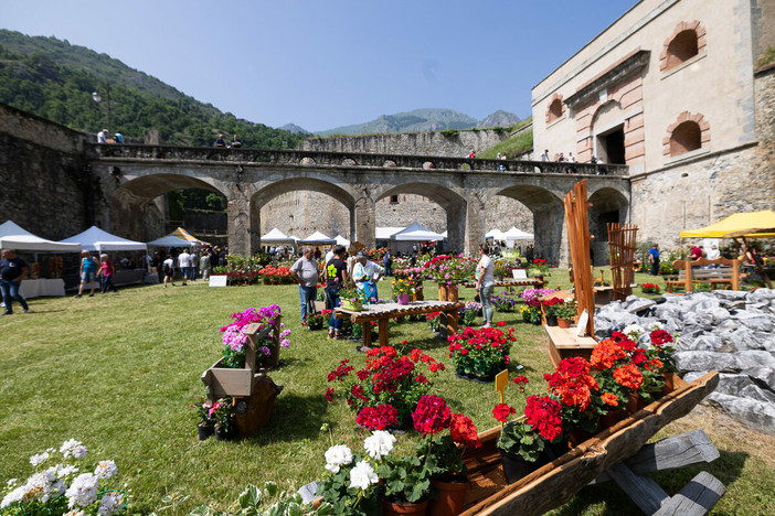 A Vinadio torna oggi l'appuntamento con Forte in Fiore A Vinadio torna oggi l'appuntamento con Forte in Fiore
