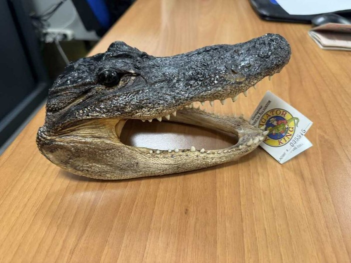 Ai controlli a Caselle spunta una testa di coccodrillo Ai controlli a Caselle spunta una testa di coccodrillo