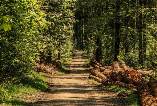 Bosco e territorio: connubio importante per l’agricoltura ma con potenzialità ancora inespresse Bosco e territorio: connubio importante per l’agricoltura ma con potenzialità ancora inespresse