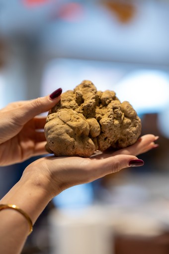 Alba, il futuro della Fiera del Tartufo tra clima, ricerca e territorio: il 24 ottobre incontro organizzato dal Partito Democratico Alba, il futuro della Fiera del Tartufo tra clima, ricerca e territorio: il 24 ottobre incontro organizzato dal Partito Democratico
