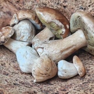 Andar per funghi in autunno: ecco a cosa servono e come raccoglierli