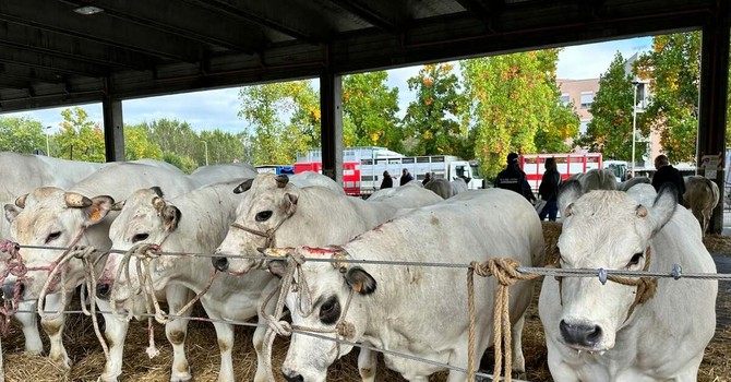 Dopo la Rassegna Bovina di Alba: "Ora valorizziamo tutta la filiera della carne"