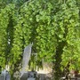 Verduno guarda al futuro partendo dagli alberi: il Comune punta sul censimento del faggio secolare della corte Nuto Revelli