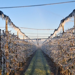 Gelo nei frutteti del Saviglianese (archivio, foto Ariaudo) Gelo nei frutteti del Saviglianese (archivio, foto Ariaudo)