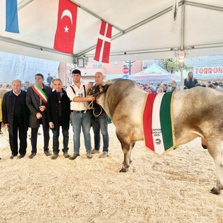 Gin Tonic il campione assoluto della 45esima Mostra Nazionale della Razza Bovina Piemontese di Fossano Gin Tonic il campione assoluto della 45esima Mostra Nazionale della Razza Bovina Piemontese di Fossano