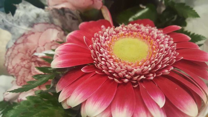 Una gerbera Una gerbera