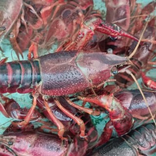 Incontri ravvicinati con il gambero rosso della Louisiana, niente di tenero… anzi