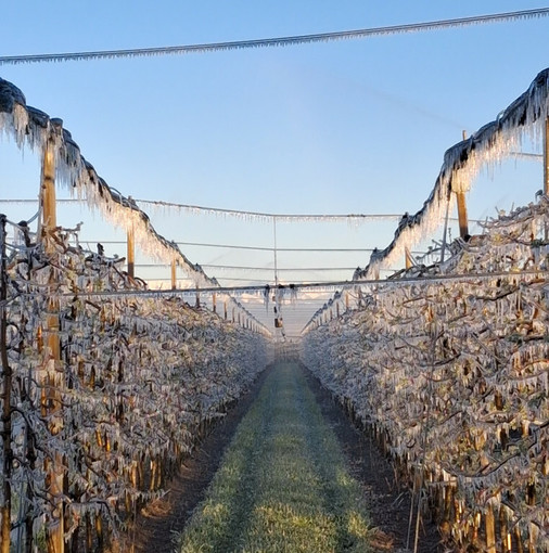 Gelo nei frutteti del Saviglianese (archivio, foto Ariaudo) Gelo nei frutteti del Saviglianese (archivio, foto Ariaudo)