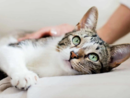 Il linguaggio del gatto: un corso gratuito promosso dall'Ordine dei Medici Veterinari della Provincia di Cuneo Il linguaggio del gatto: un corso gratuito promosso dall'Ordine dei Medici Veterinari della Provincia di Cuneo