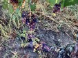 Grappoli di uva Dolcetto a terra a Dogliani