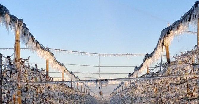 Gelo nei frutteti del Saviglianese (archivio, foto Ariaudo) Gelo nei frutteti del Saviglianese (archivio, foto Ariaudo)