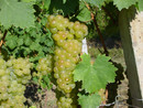 Un grappolo di uva Moscato