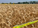 Grano, Coldiretti Cuneo: "Stop importazioni selvagge e speculazioni"