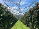 Frutta e ortaggi: una stagione positiva per le cooperative agricole piemontesi