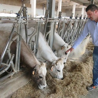 Il vicedirettore Chionetti in un allevamento