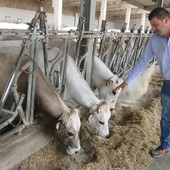 Il vicedirettore Chionetti in un allevamento