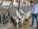 Comparto bovino in difficoltà, Cia Cuneo: “Gli allevatori di Piemontese stanno riducendo i capi per i costi insostenibili di produzione”