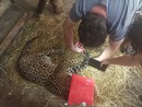 Regina, il giaguaro di 23 anni del Parco Safari di Murazzano, forse il più longevo al mondo, ha superato un intervento alle zampe Regina, il giaguaro di 23 anni del Parco Safari di Murazzano, forse il più longevo al mondo, ha superato un intervento alle zampe