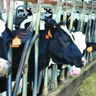 “Dinamiche di mercato e competitività della filiera lattiero-casearia italiana”: a Marene il convegno di Confagricoltura Piemonte, Cuneo e Torino