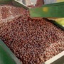 Noccioleti e vigneti, preoccupano le difficoltà di due "pilastri" dell’economia agricola di Langhe e Roero Noccioleti e vigneti, preoccupano le difficoltà di due "pilastri" dell’economia agricola di Langhe e Roero