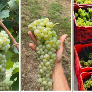 Il Liseiret rinasce tra le colline alte: giovani vignaioli riscrivono il futuro delle Langhe