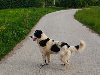 Il cane Macchia