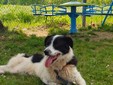 Il cane Macchia