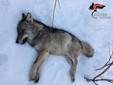 Il lupo trovato morto sulla provinciale da Peveragno a Chiusa Pesio lo scorso gennaio