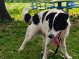 Il cane Macchia