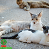 A Cherasco le colonie feline saranno protagoniste di un evento