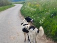 Il cane Macchia