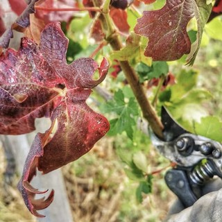 A Trezzo Tinella si presenta il monitoraggio sulla 'Flavescenza dorata' A Trezzo Tinella si presenta il monitoraggio sulla 'Flavescenza dorata'